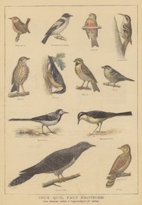 Aves beneficiosas para la agricultura